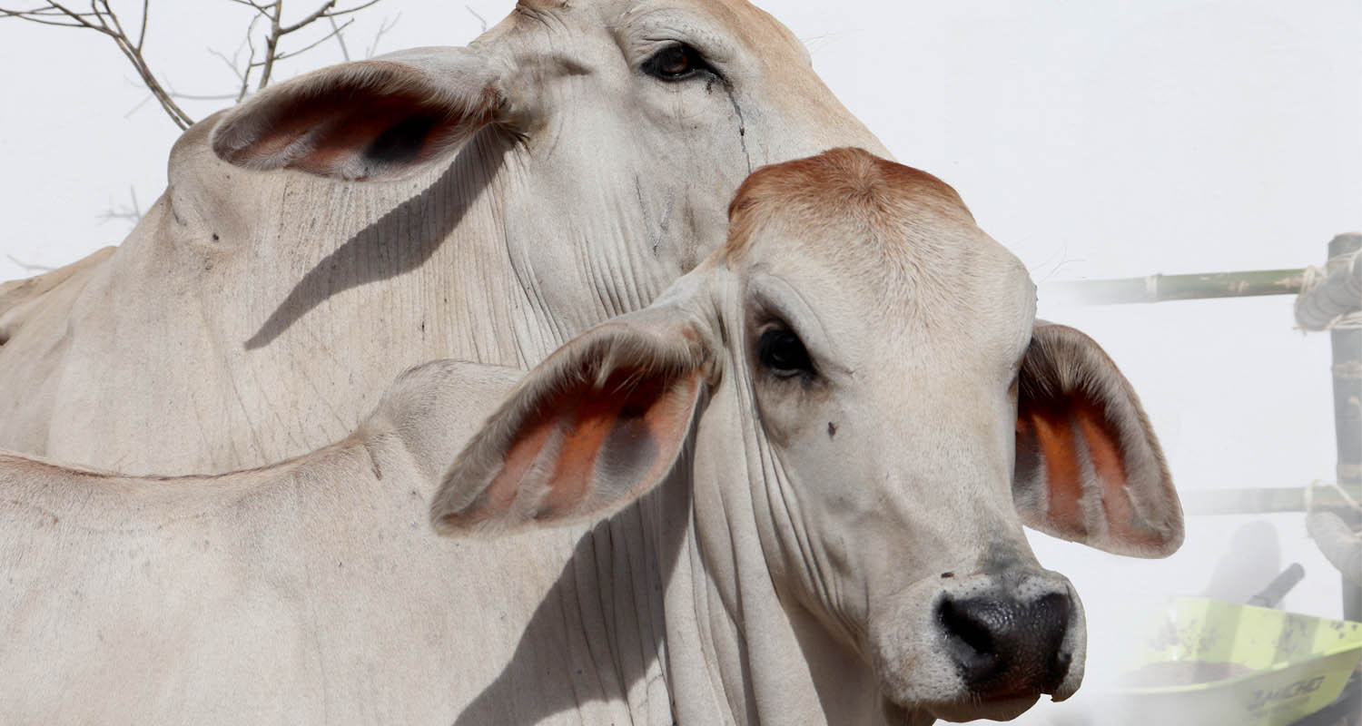 Arauca: conflicto, biodiversidad y petr&oacute;leo