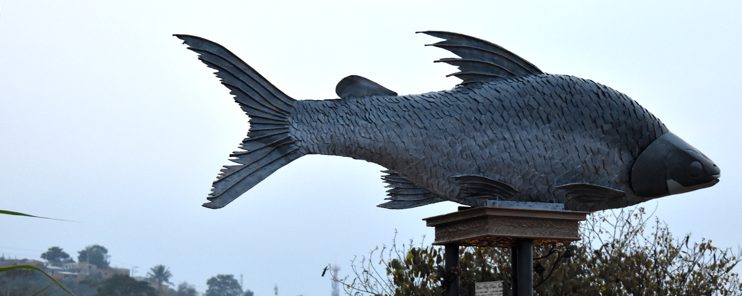 El bocachico: un testigo en silencio