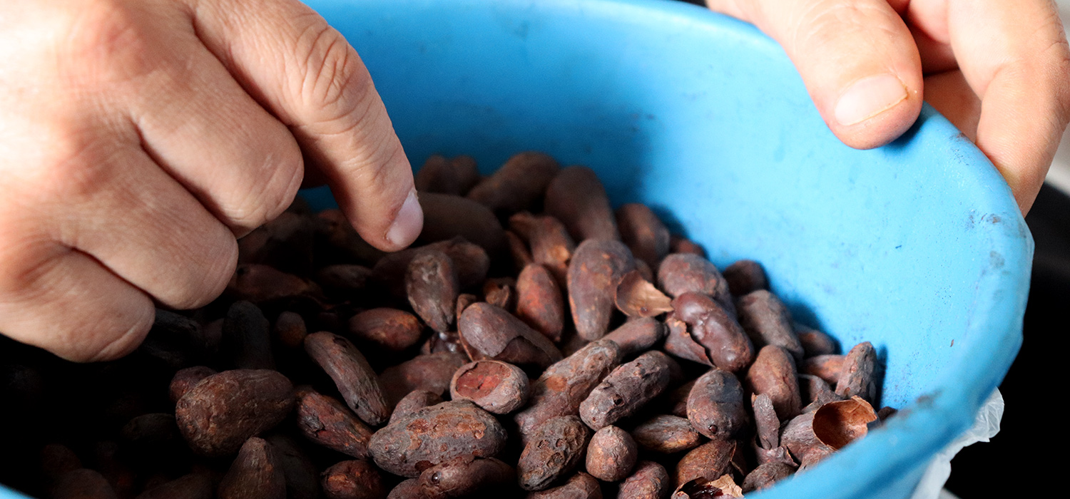 San Vicente de Chucur&iacute; renace a trav&eacute;s de la agricultura