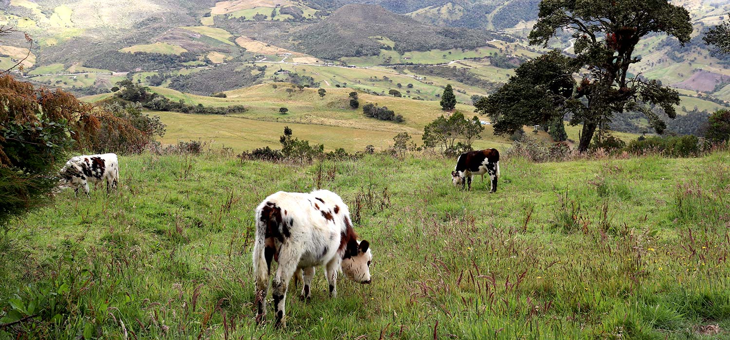 Sumapaz: la eterna disputa por el p&aacute;ramo