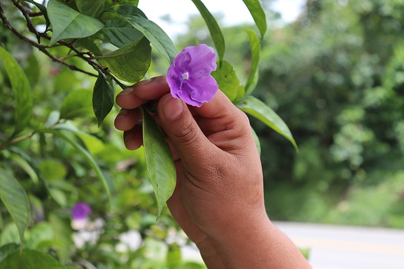 Mariposas amarillas en tiempos de guerra