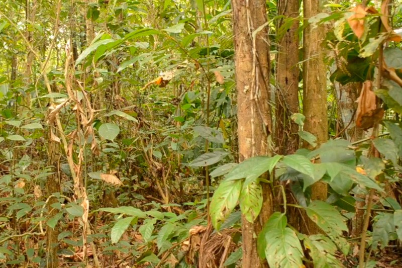 &iquest;Cu&aacute;les son los problemas que aquejan al Catatumbo?