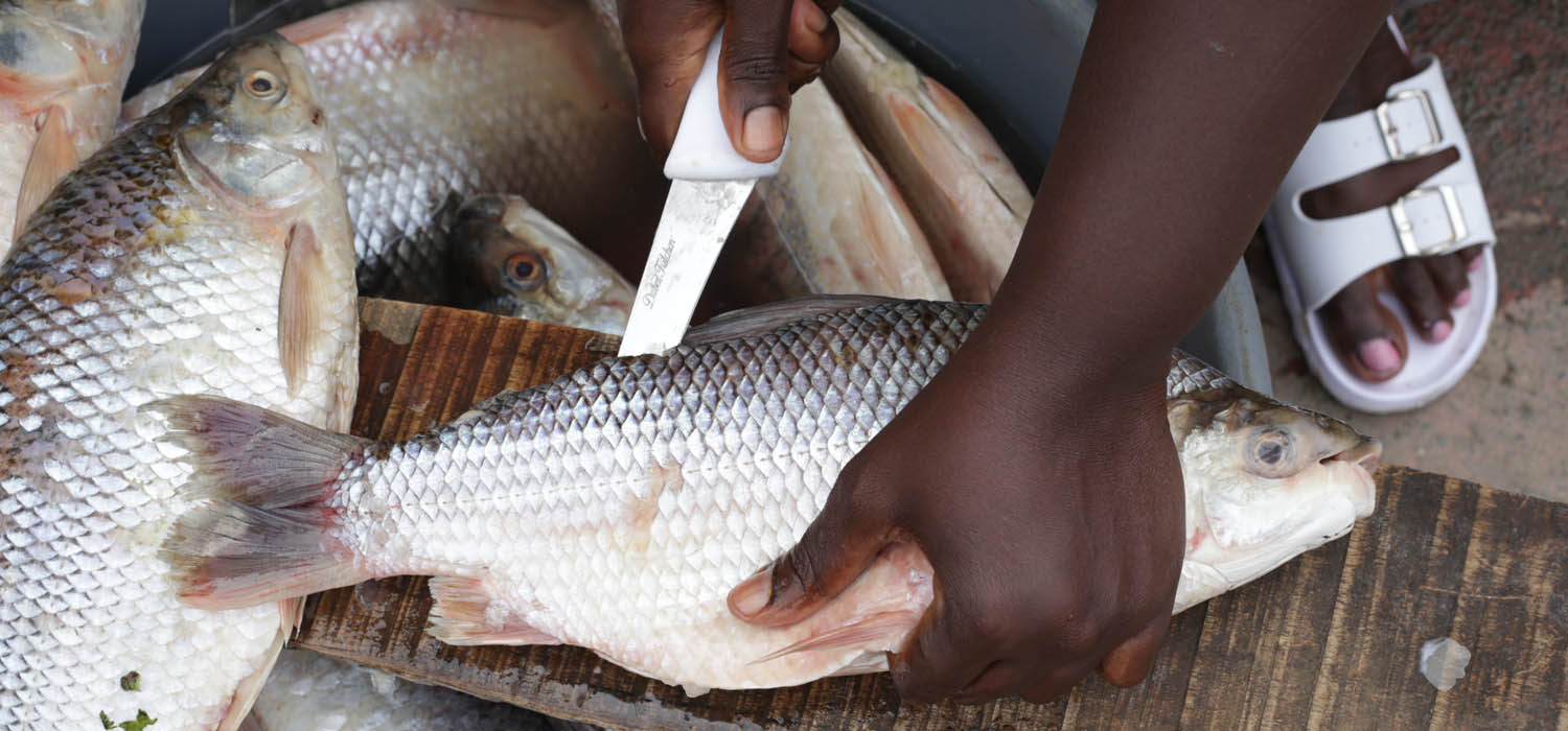 Quibd&oacute; no se rinde en su lucha por la paz