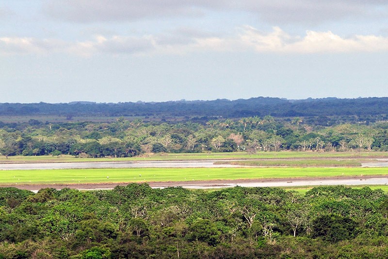 Cortes&iacute;a: CIAT