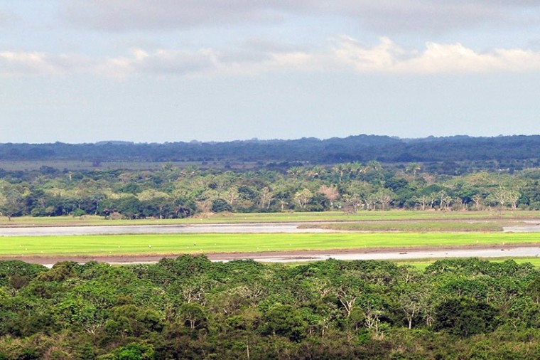 Cortes&iacute;a: CIAT