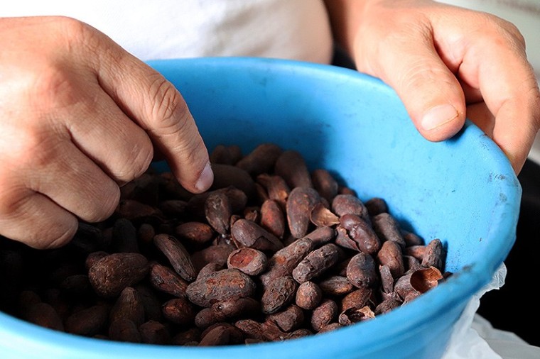 San Vicente de Chucur&iacute; renace a trav&eacute;s de la agricultura